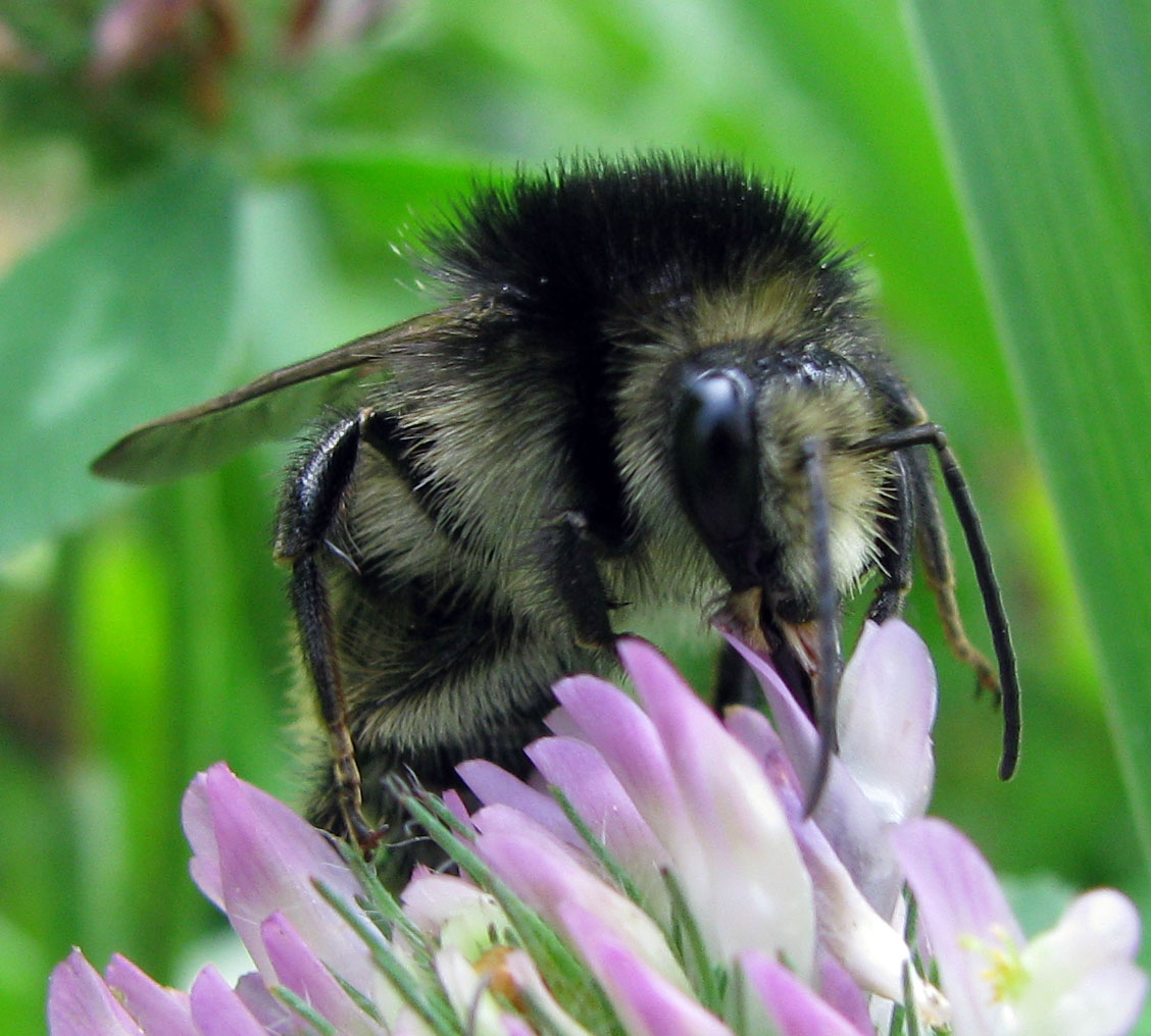 Bombus da identificare (per quanto possibile)